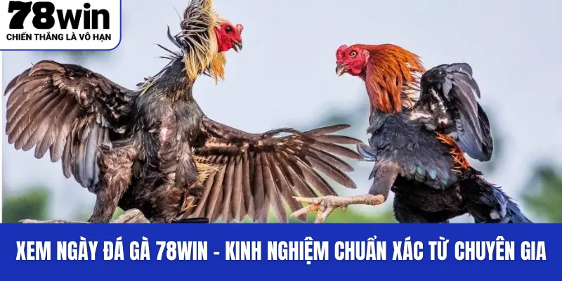 Xem Ngày Đá Gà 78Win - Kinh Nghiệm Chuẩn Xác Từ Chuyên Gia 4 Một vài kinh nghiệm kinh xem ngày đá gà từ chuyên gia