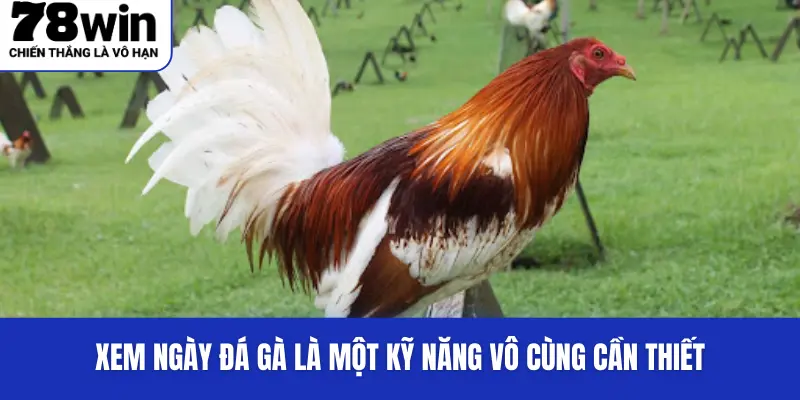 Xem Ngày Đá Gà 78Win - Kinh Nghiệm Chuẩn Xác Từ Chuyên Gia 2 Xem ngày đá gà là một kỹ năng vô cùng cần thiết